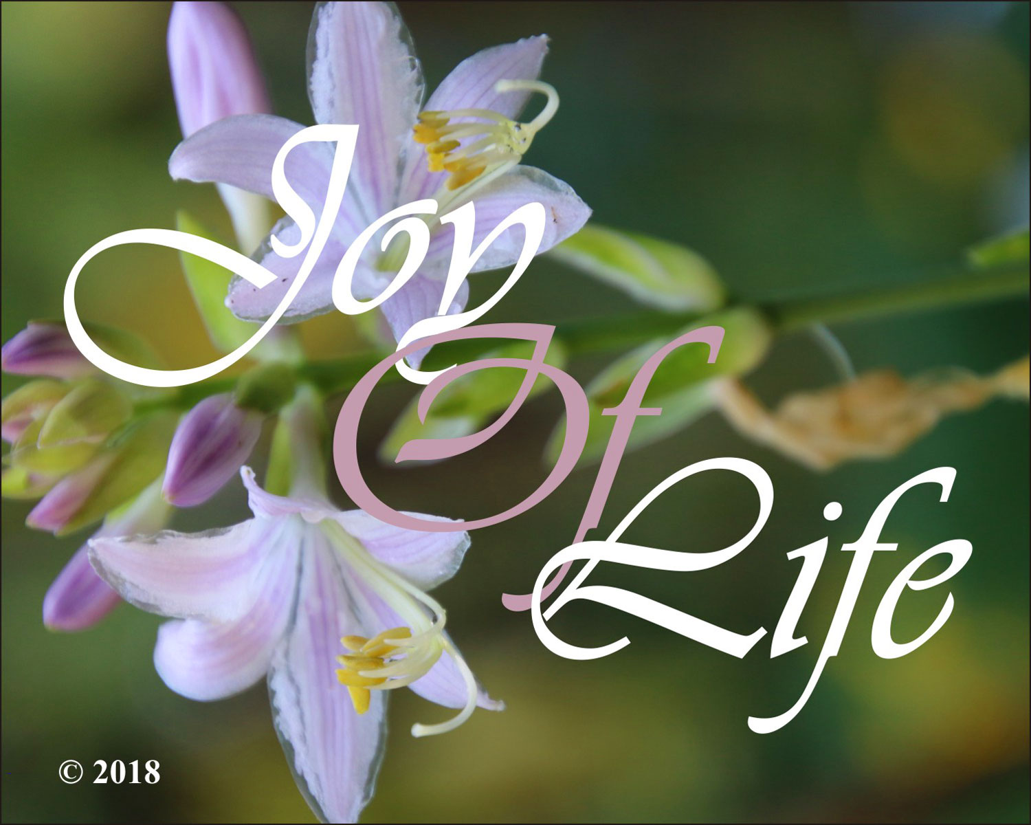 photos-joy-of-life